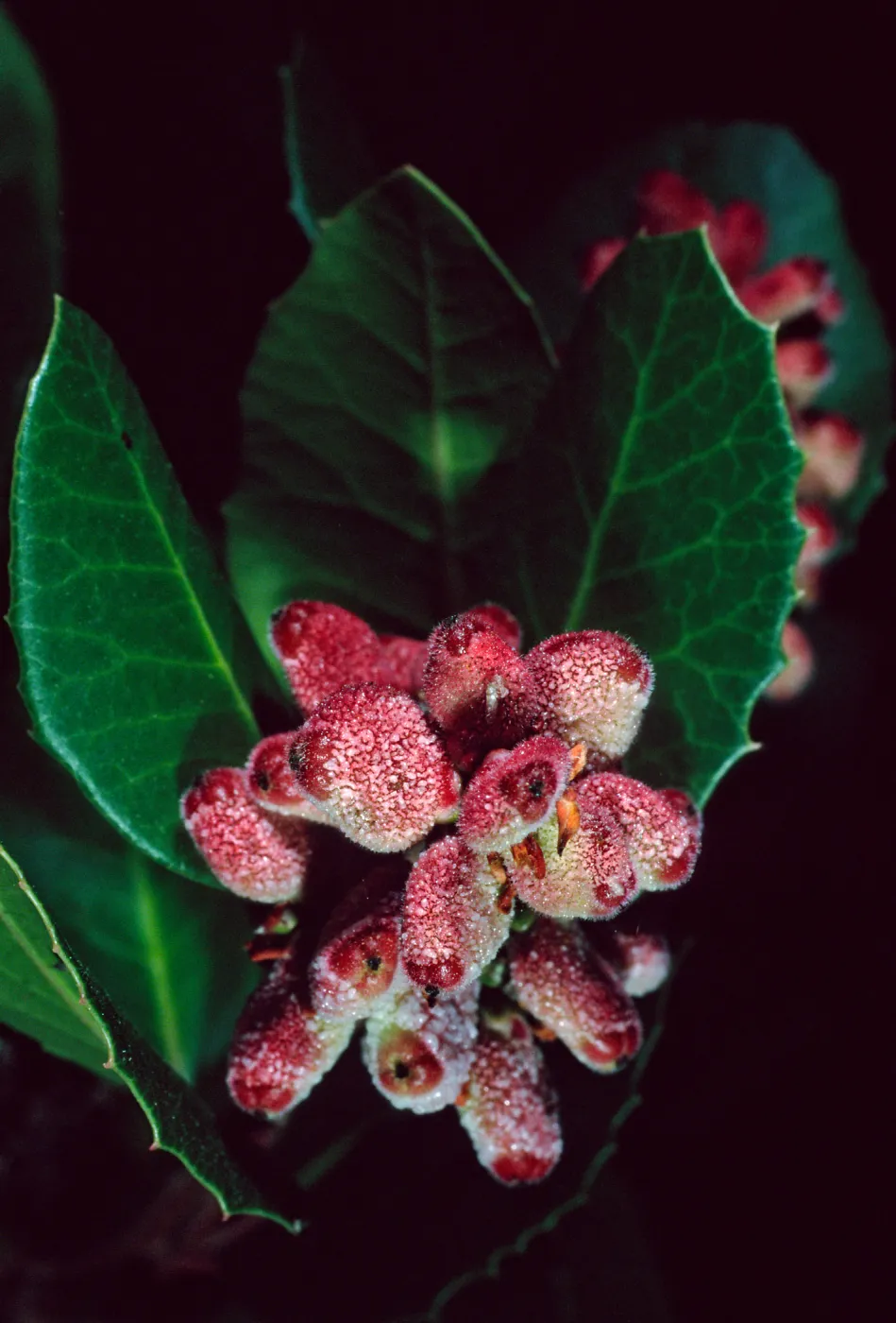Rhus integrifolia, Santa Barbara Botanic Garden