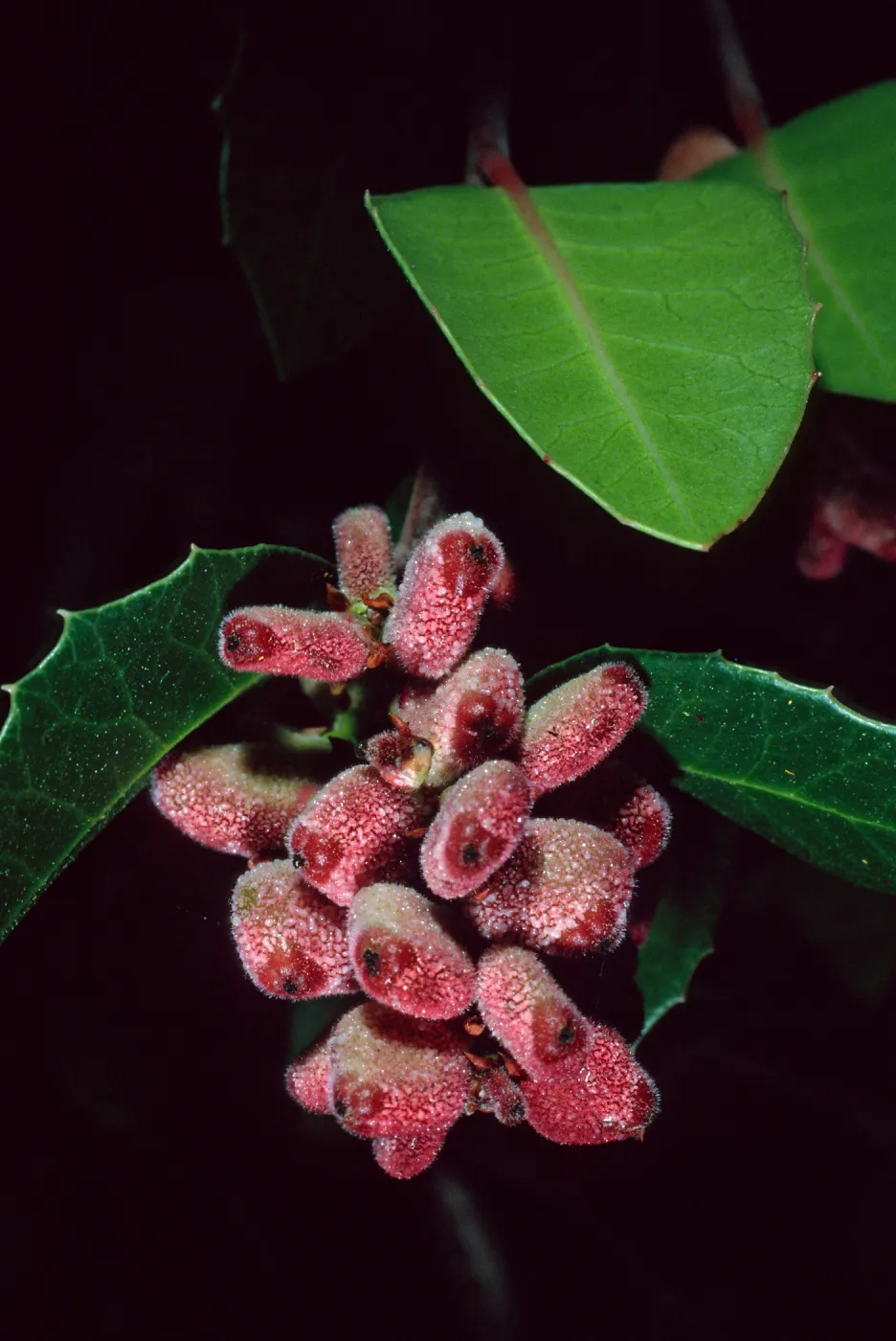Rhus integrifolia, Santa Barbara Botanic Garden
