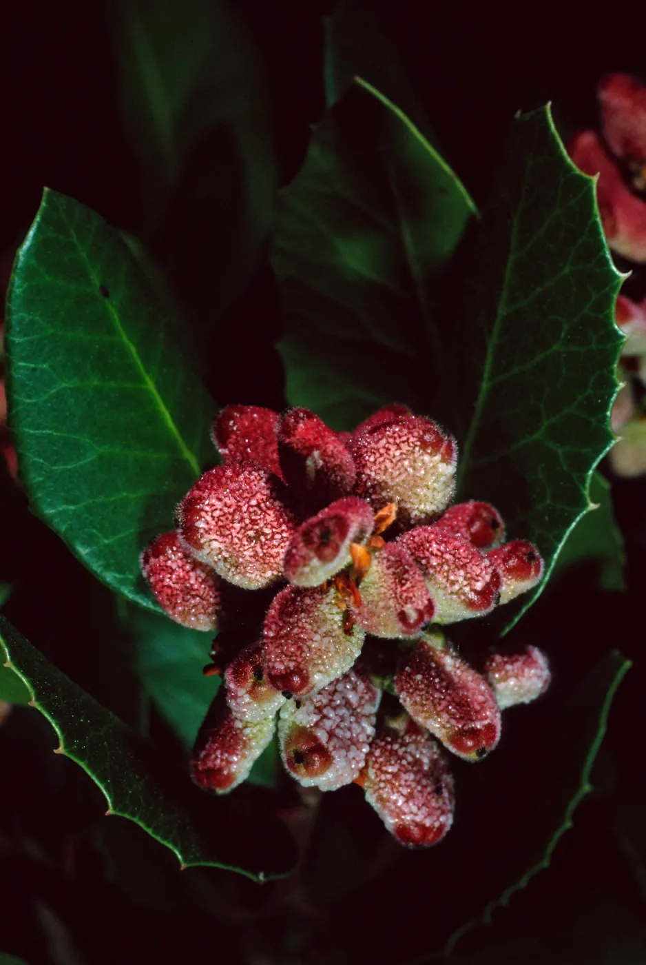 Rhus integrifolia, Santa Barbara Botanic Garden