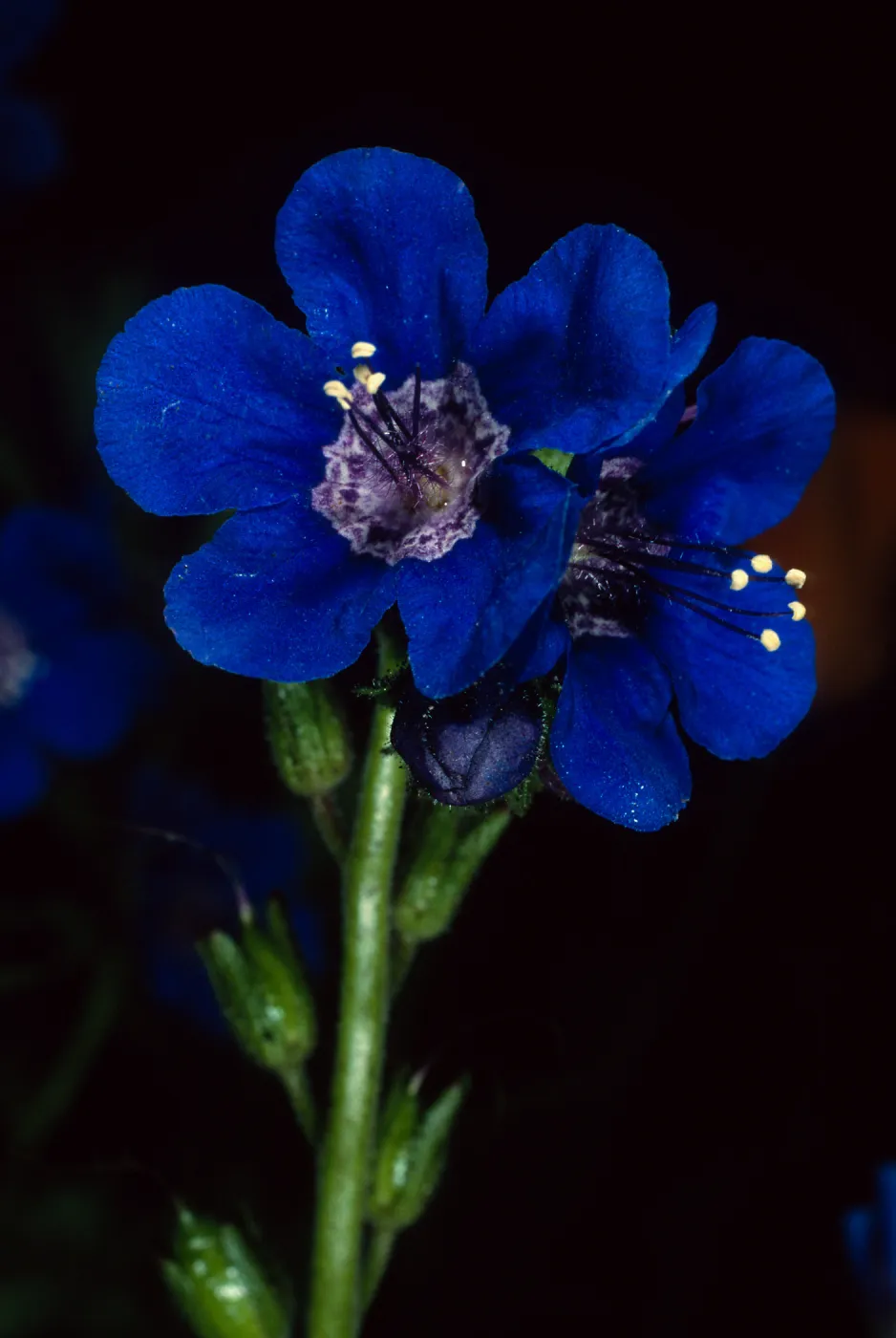Phacelia, Desert Section, Santa Barbara Botanic Garden
