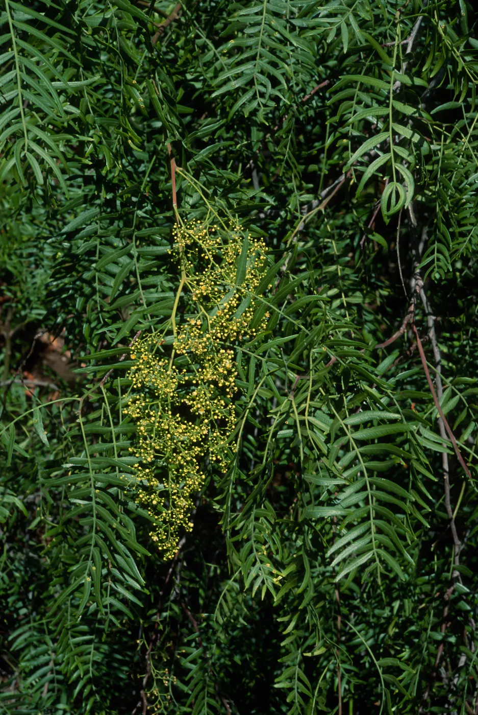 Schinus molle, Tunnel Road, Santa Barbara