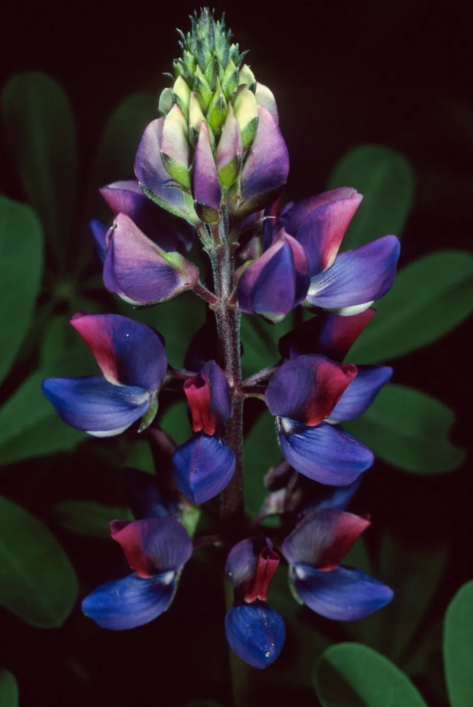 Lupinus succulentus, Santa Barbara Botanic Garden
