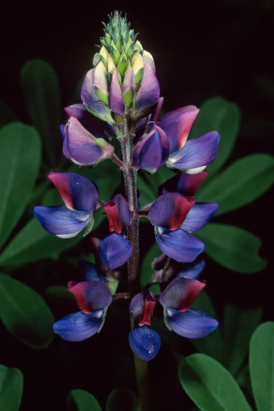 Lupinus succulentus, Santa Barbara Botanic Garden