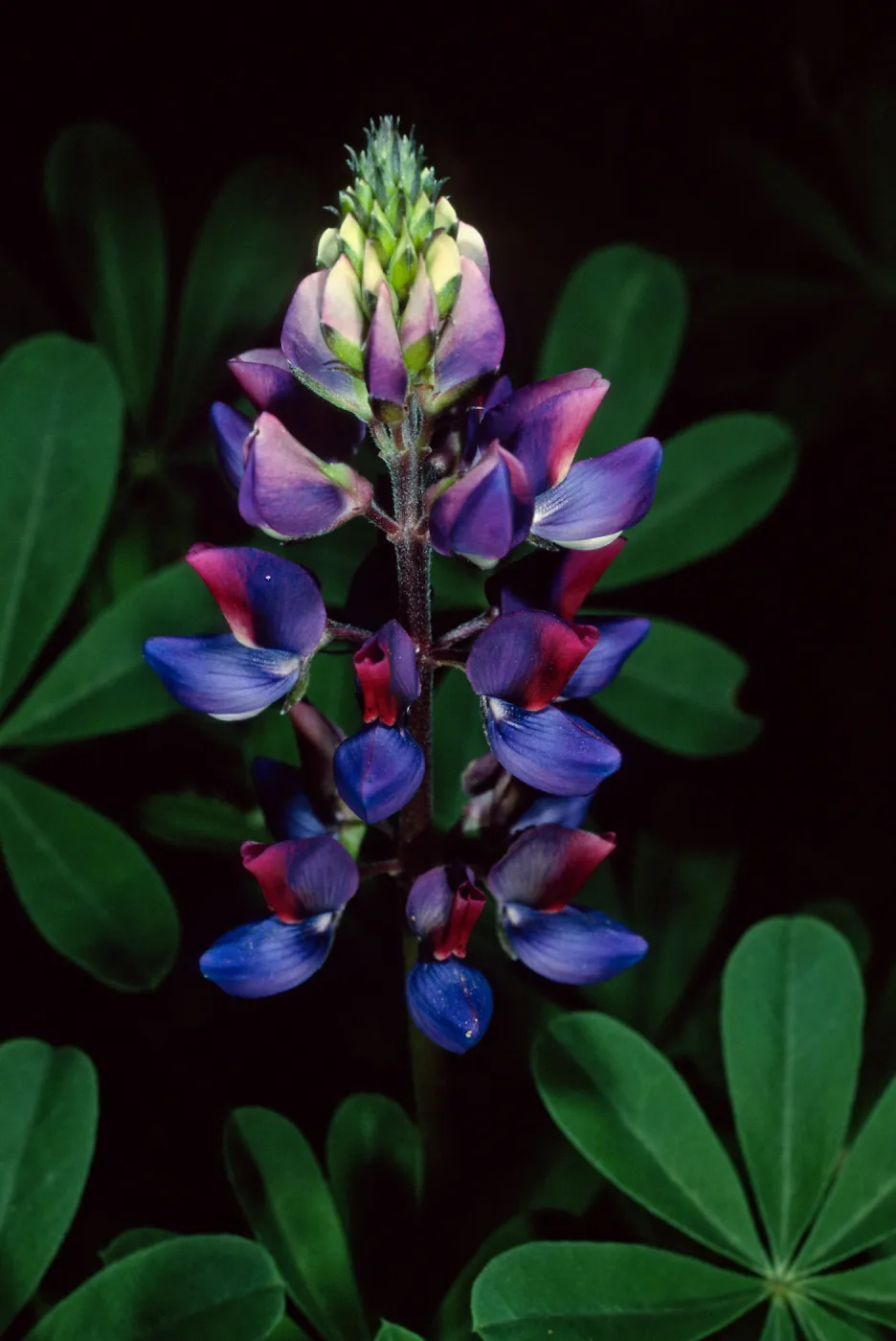 Lupinus succulentus, Santa Barbara Botanic Garden