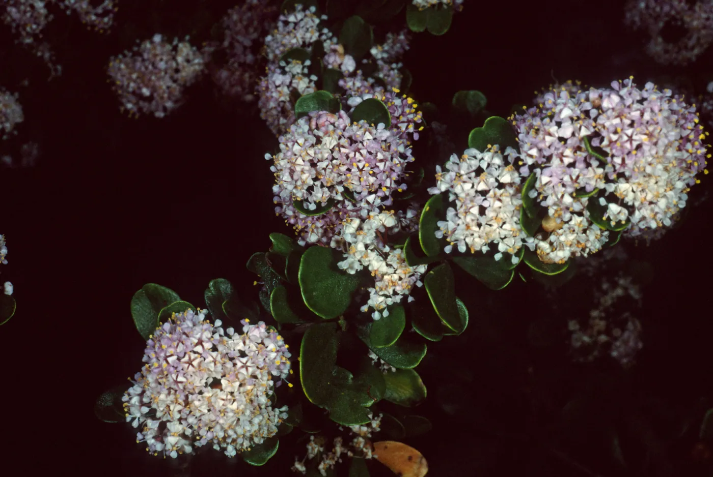 Ceanothus cuneatus fascicularis, Los Osos, San Luis Obispo County