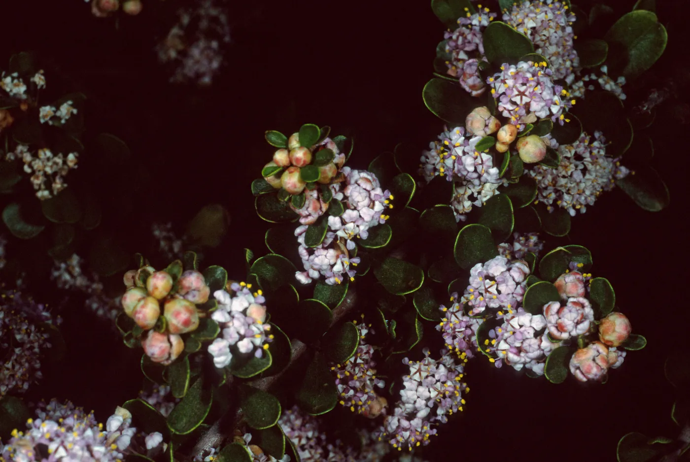 Ceanothus cuneatus fascicularis, Los Osos, San Luis Obispo County