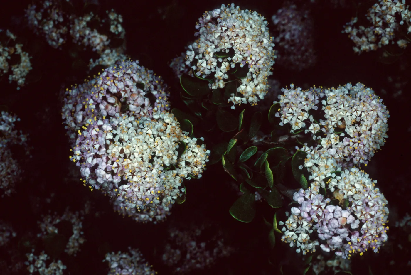 Ceanothus cuneatus fascicularis, Los Osos, San Luis Obispo County