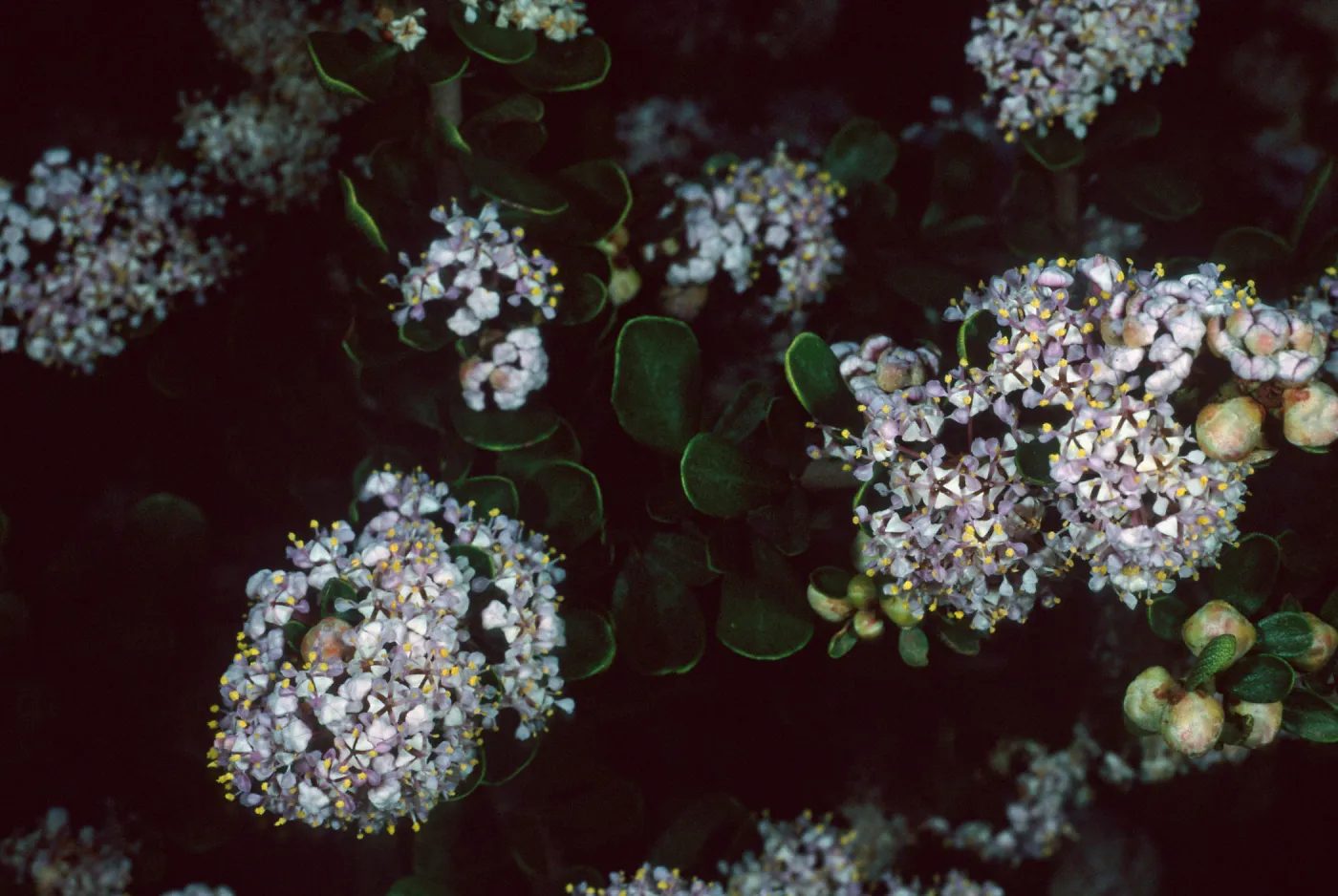 Ceanothus cuneatus fascicularis, Los Osos, San Luis Obispo County