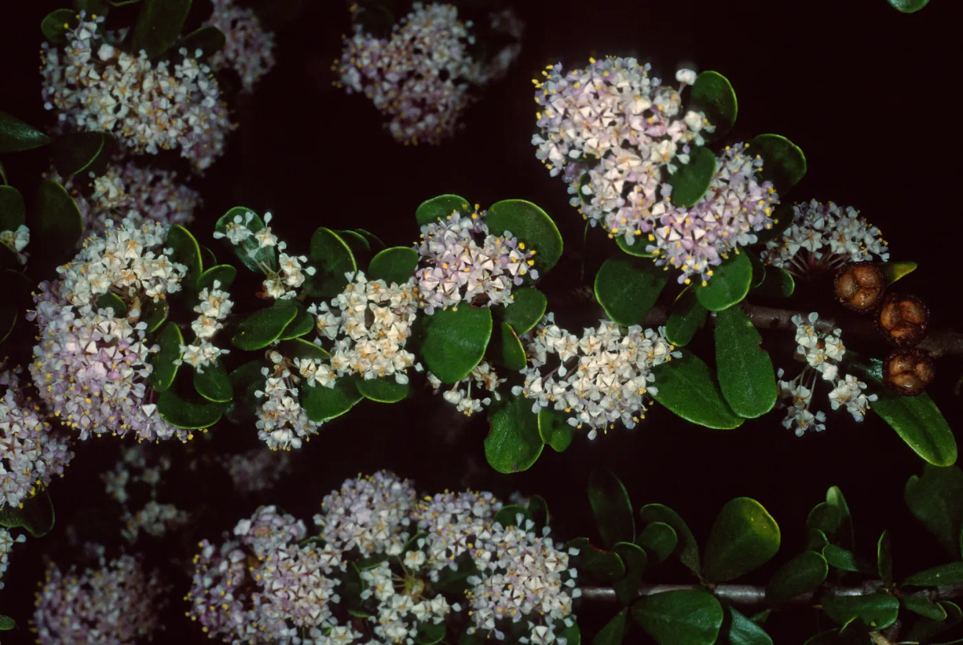 Ceanothus cuneatus fascicularis, Los Osos, San Luis Obispo County