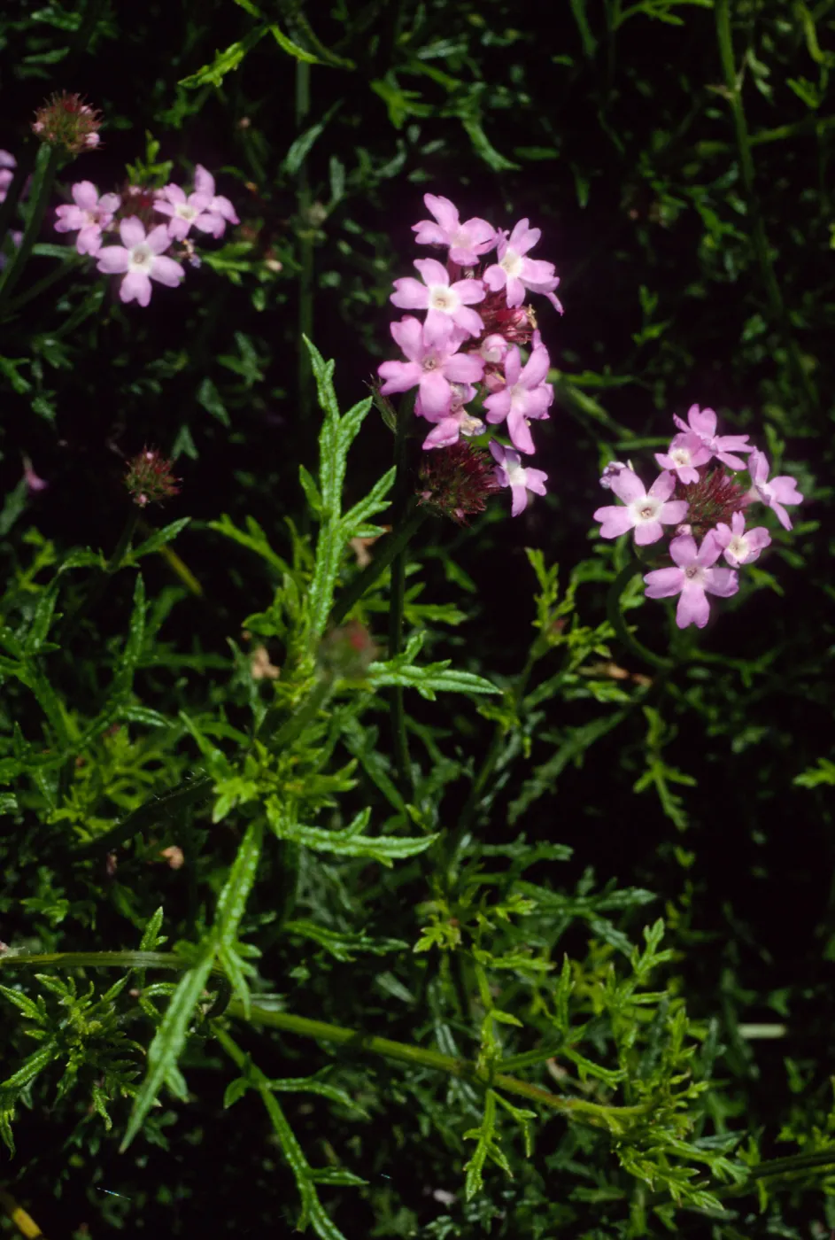 Verbena lilacina, Santa Barbara Botanic Garden