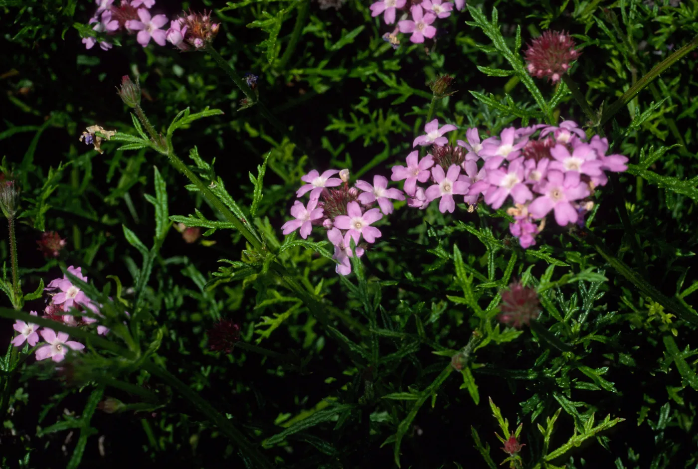 Verbena lilacina, Santa Barbara Botanic Garden