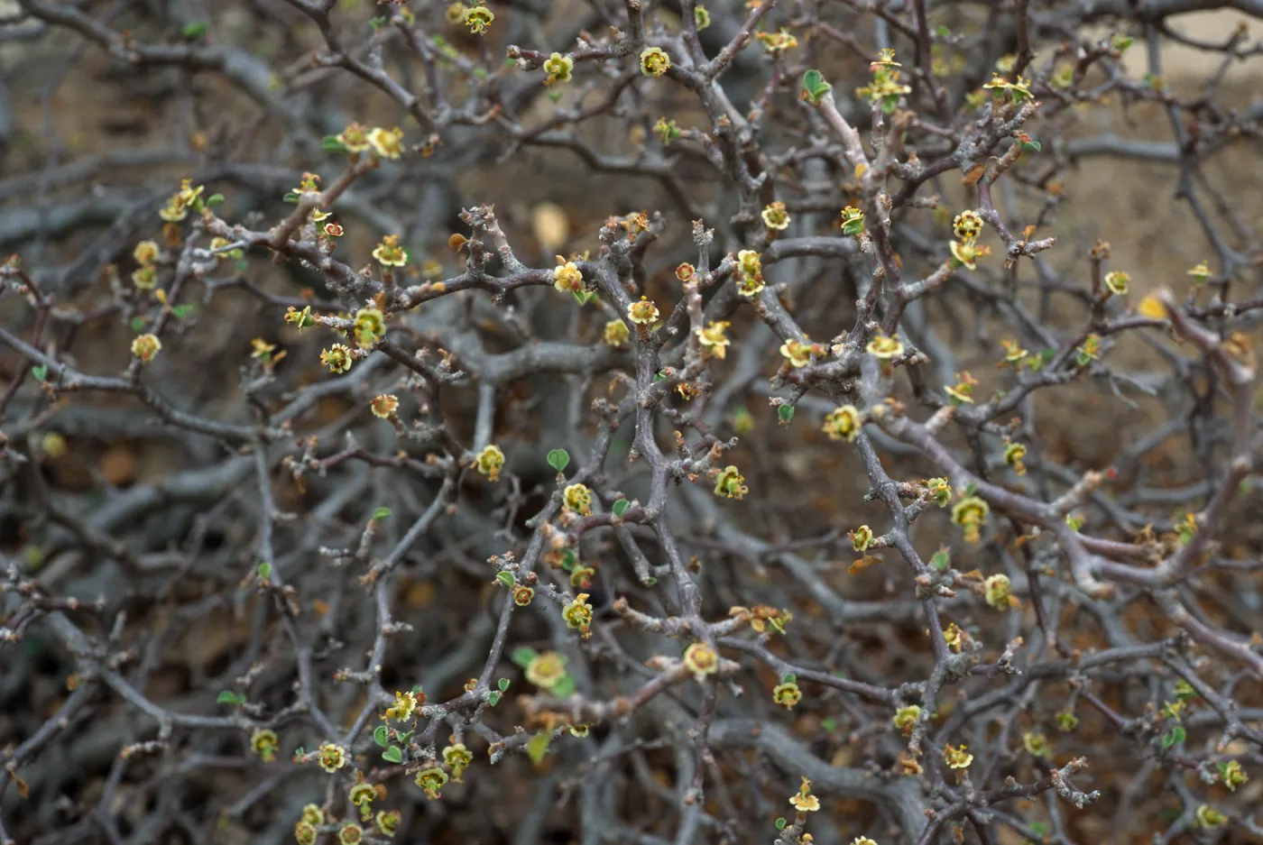 Euphorbia misera, Desert Section, Santa Barbara Botanic Garden
