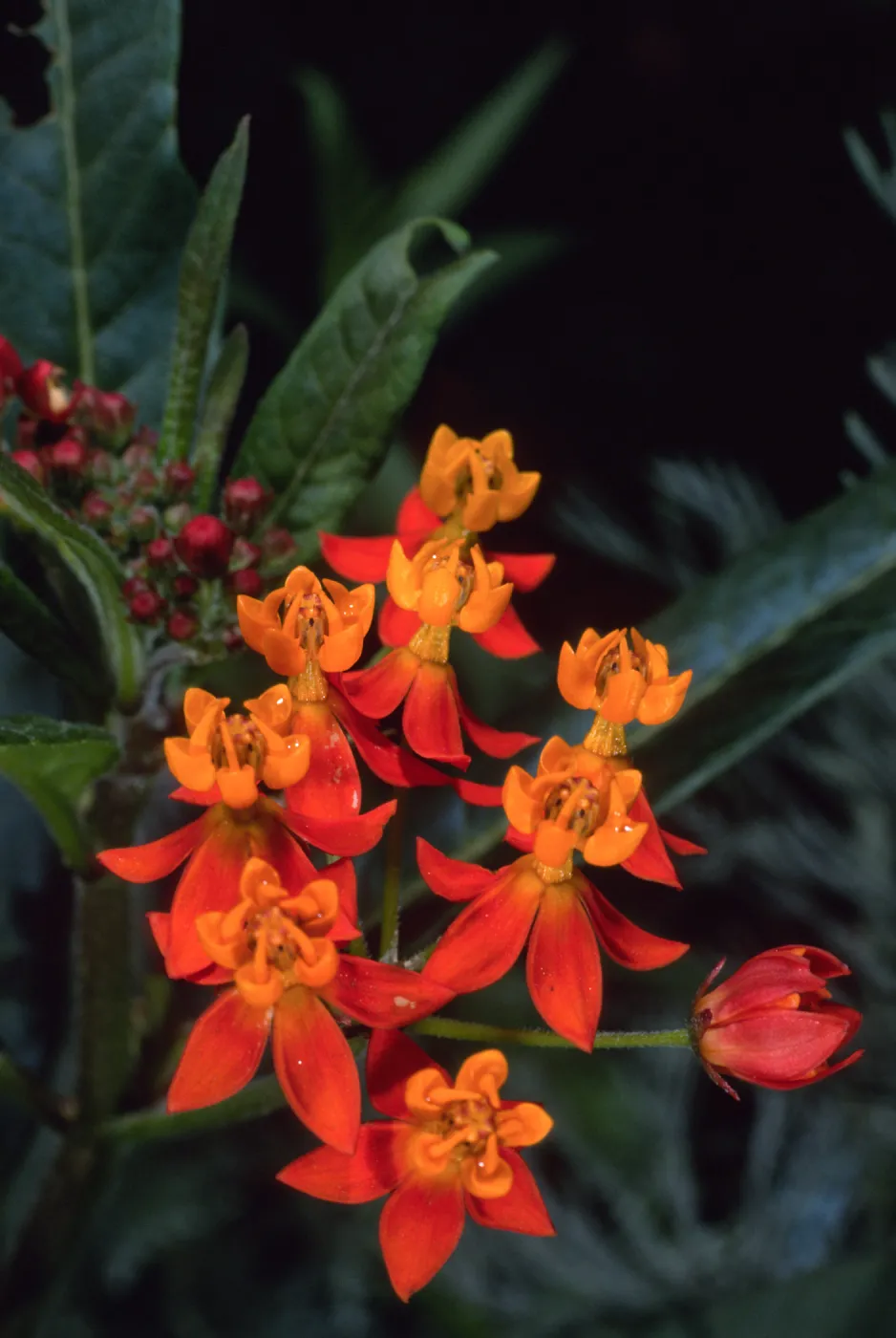 Asclepias tuberosa, Santa Barbara Botanic Garden
