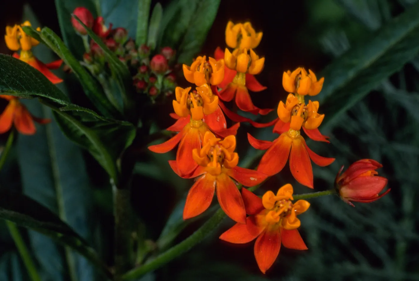 Asclepias tuberosa, Santa Barbara Botanic Garden