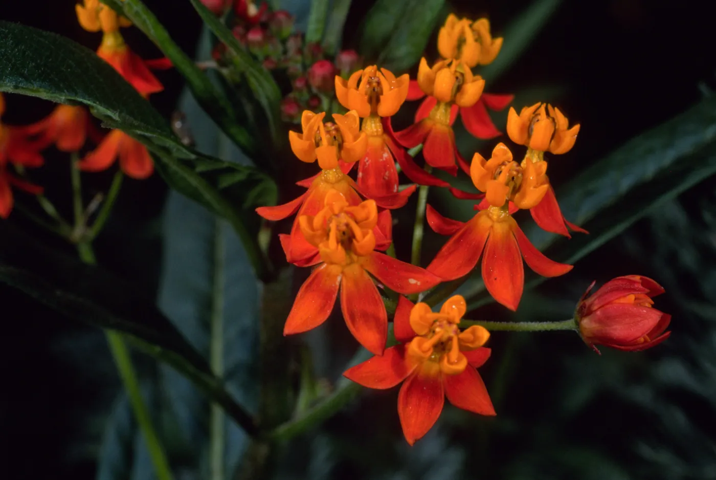 Asclepias tuberosa, Santa Barbara Botanic Garden