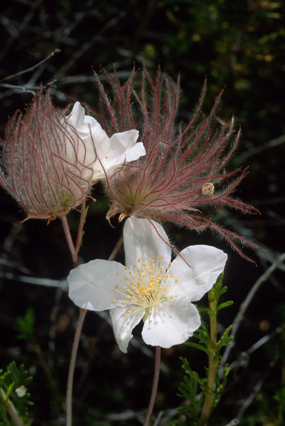 Fallugia paradoxa, Desert Section, Santa Barbara Botanic Garden