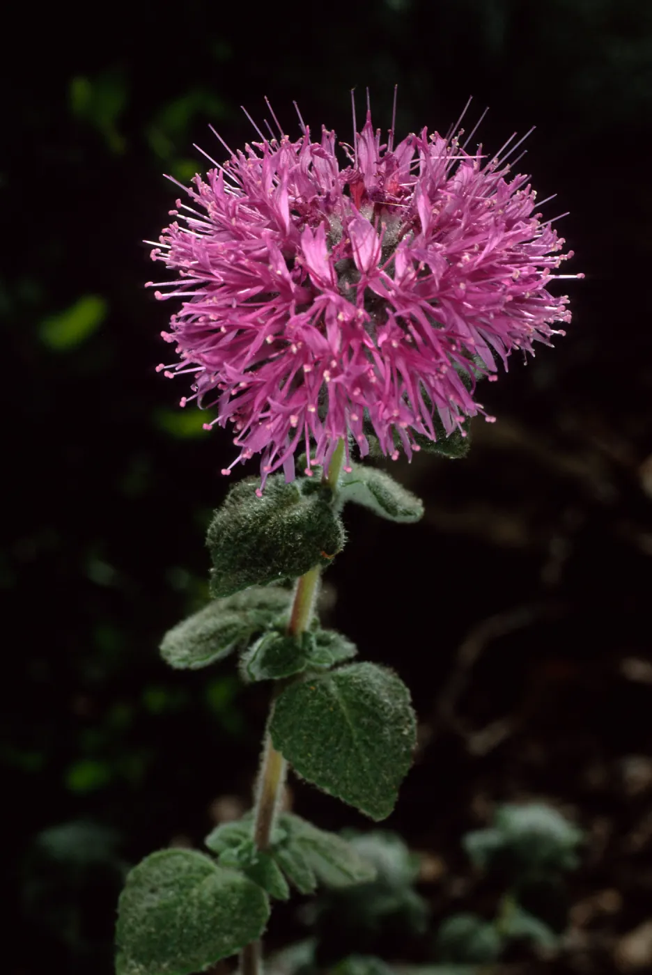 Monardella, Santa Barbara Botanic Garden