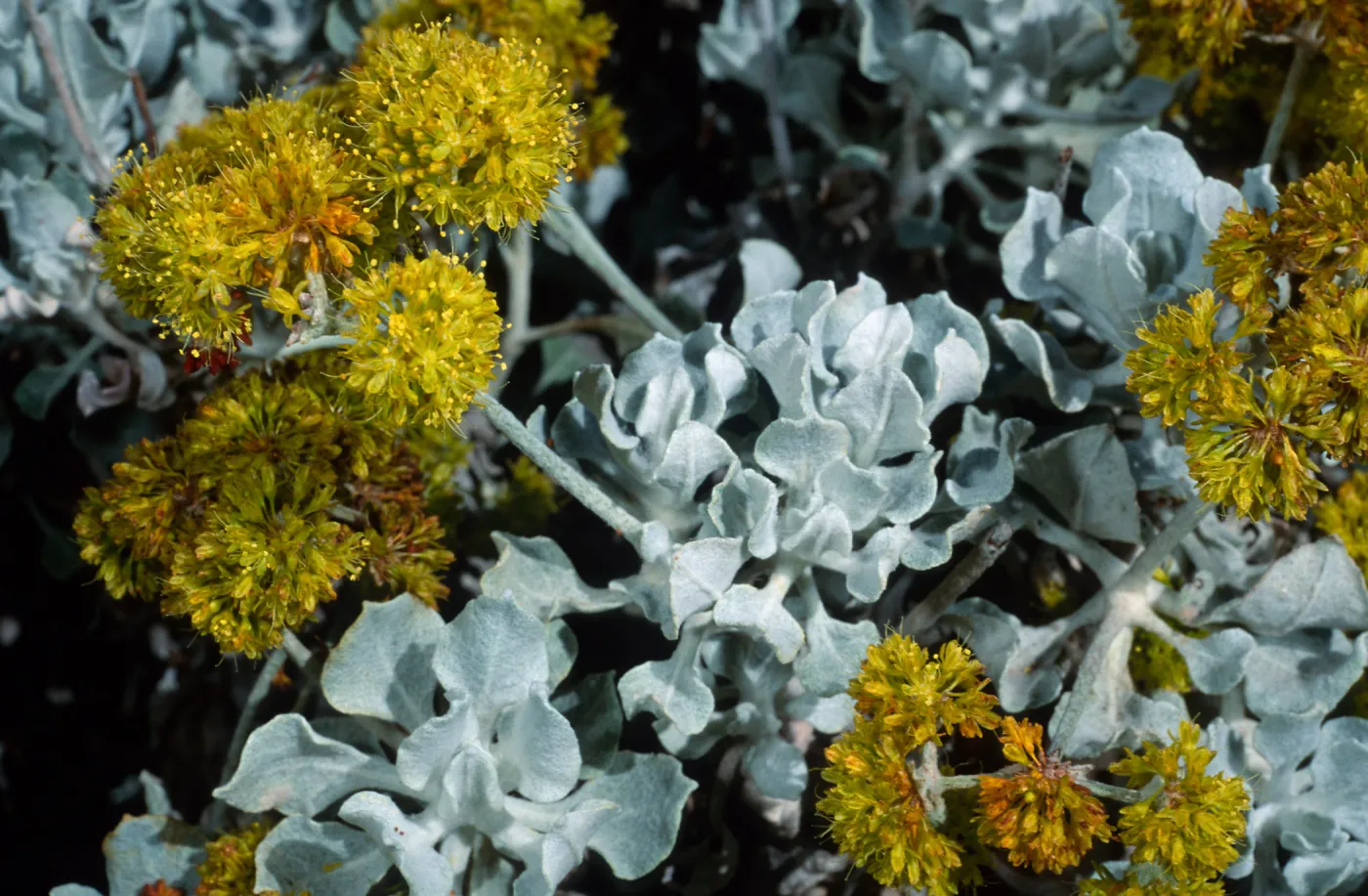 Eriogonum crocatum, Meadow, Santa Barbara Botanic Garden