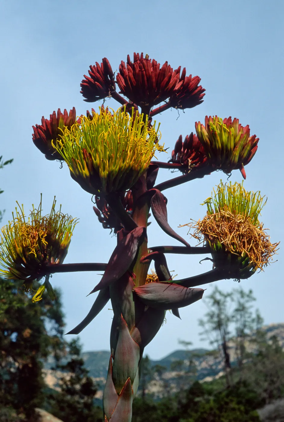 Agave shawii, Desert Section, Santa Barbara Botanic Garden
