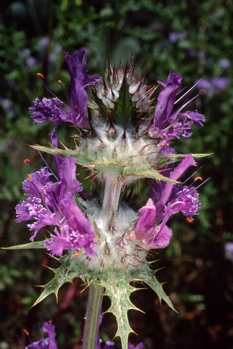 Salvia carduacea (Thistle Sage), Desert Section, Santa Barbara Botanic Garden