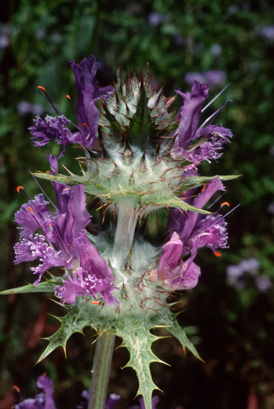 Salvia carduacea (Thistle Sage), Desert Section, Santa Barbara Botanic Garden