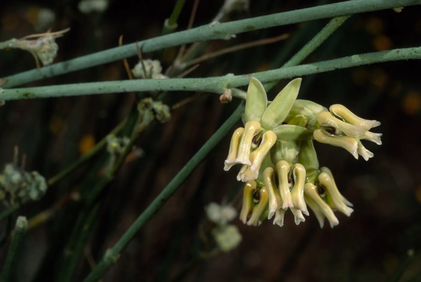 Asclepias, Santa Barbara Botanic Garden