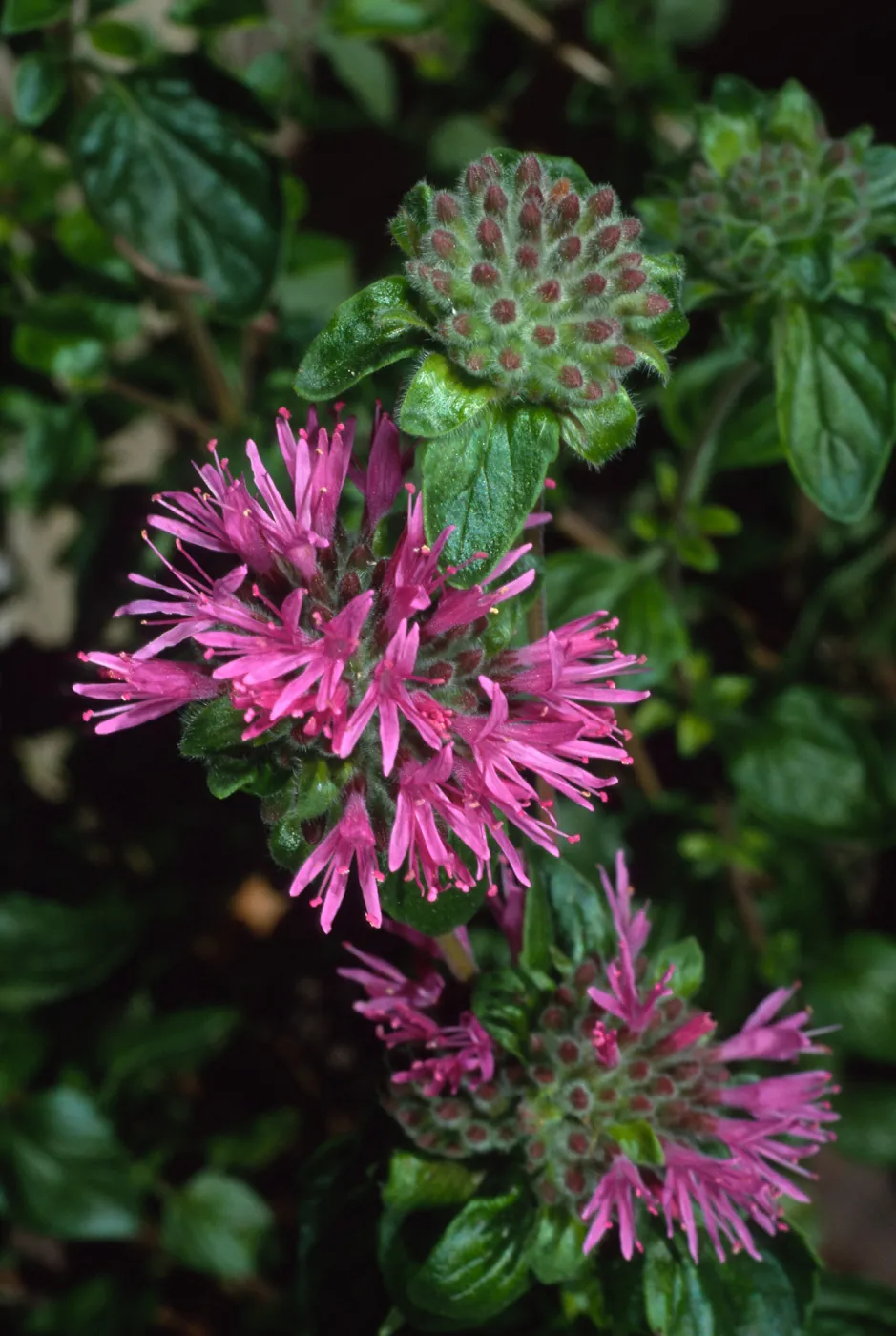 Monardella, Santa Barbara Botanic Garden, Home Demo