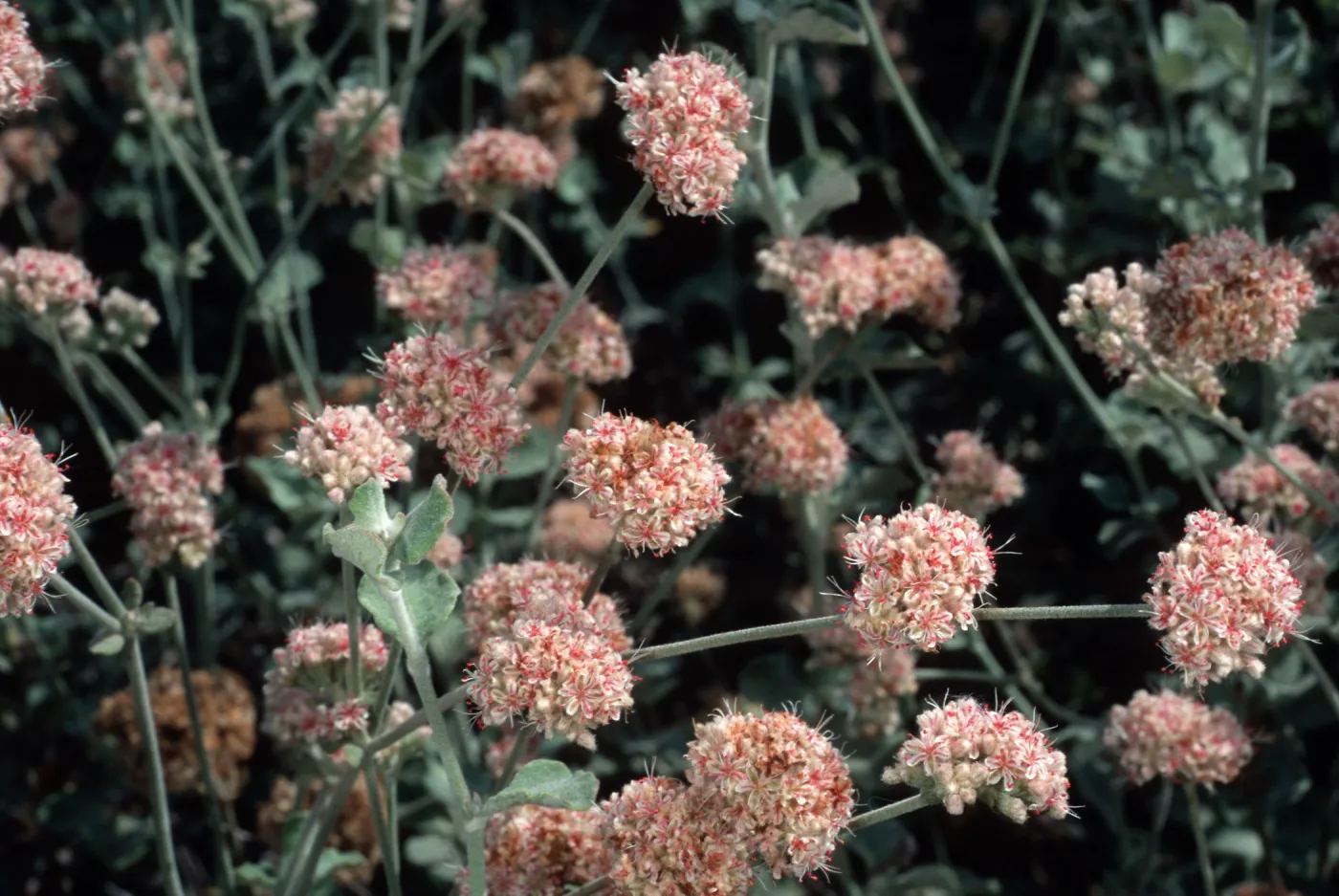 Eriogonum cinereum (coastal wild buckwheat), Santa Barbara Botanic Garden