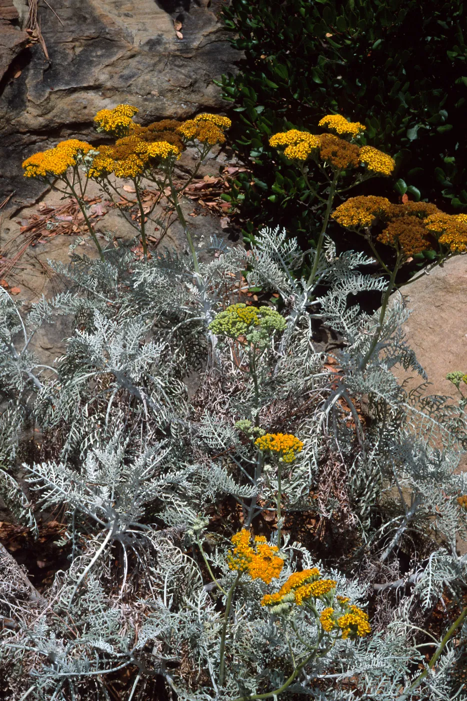 Eriophyllum nevinii, Entrance, Santa Barbara Botanic Garden