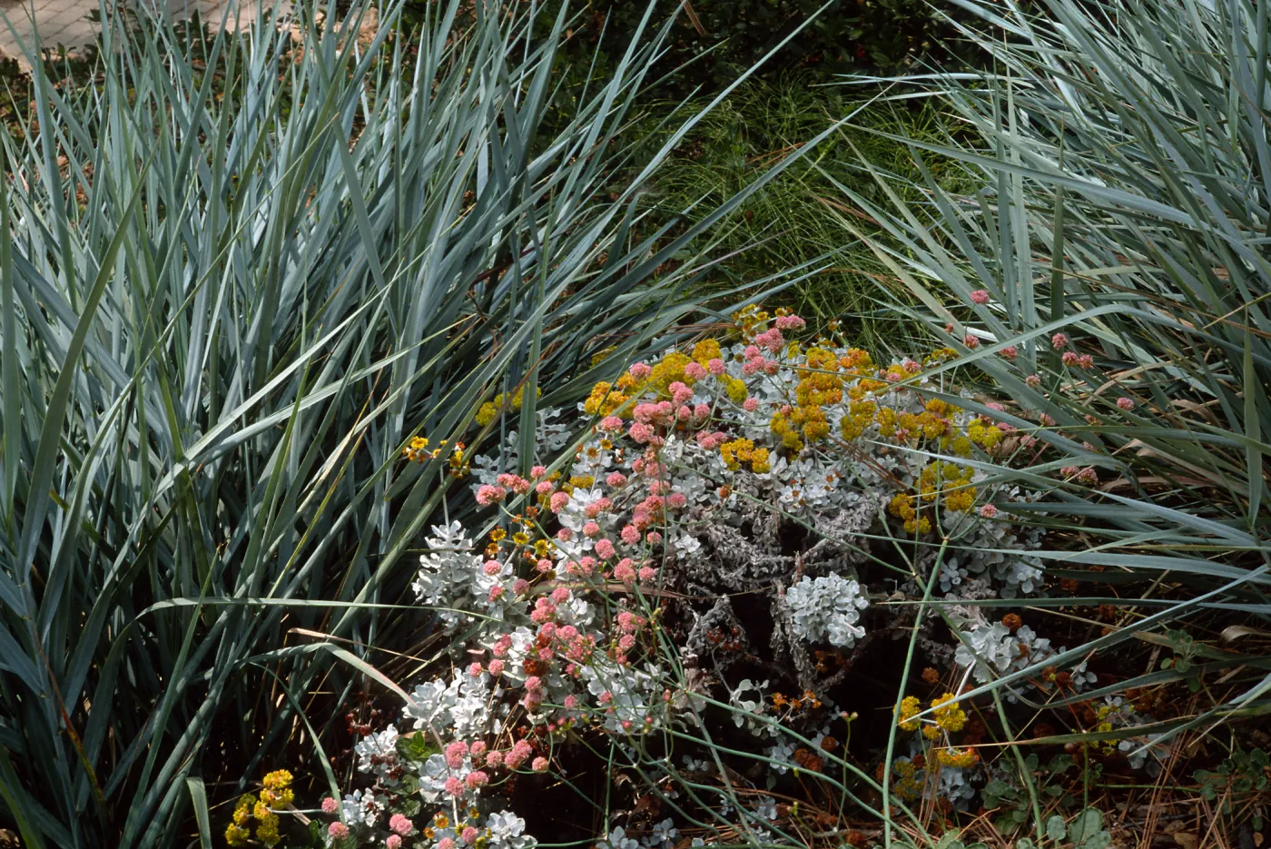 Santa Barbara Botanic Garden