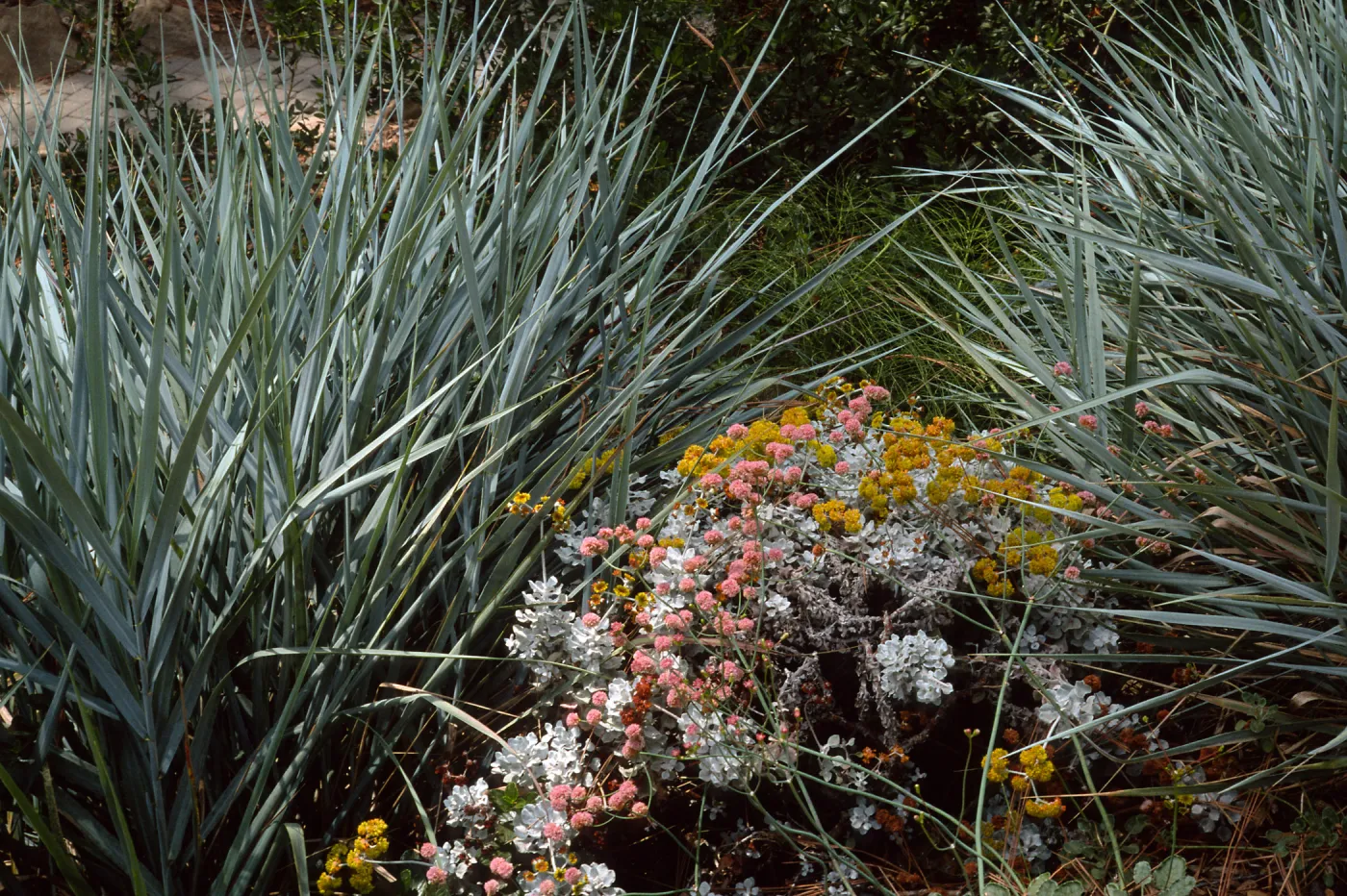 Santa Barbara Botanic Garden