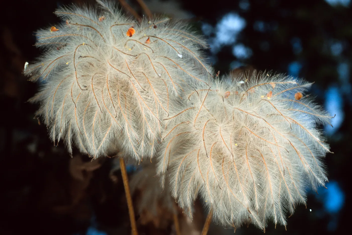 Clematis, Santa Barbara Botanic Garden