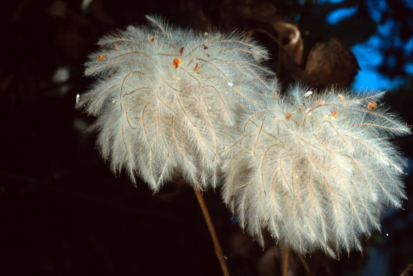 Clematis, Santa Barbara Botanic Garden