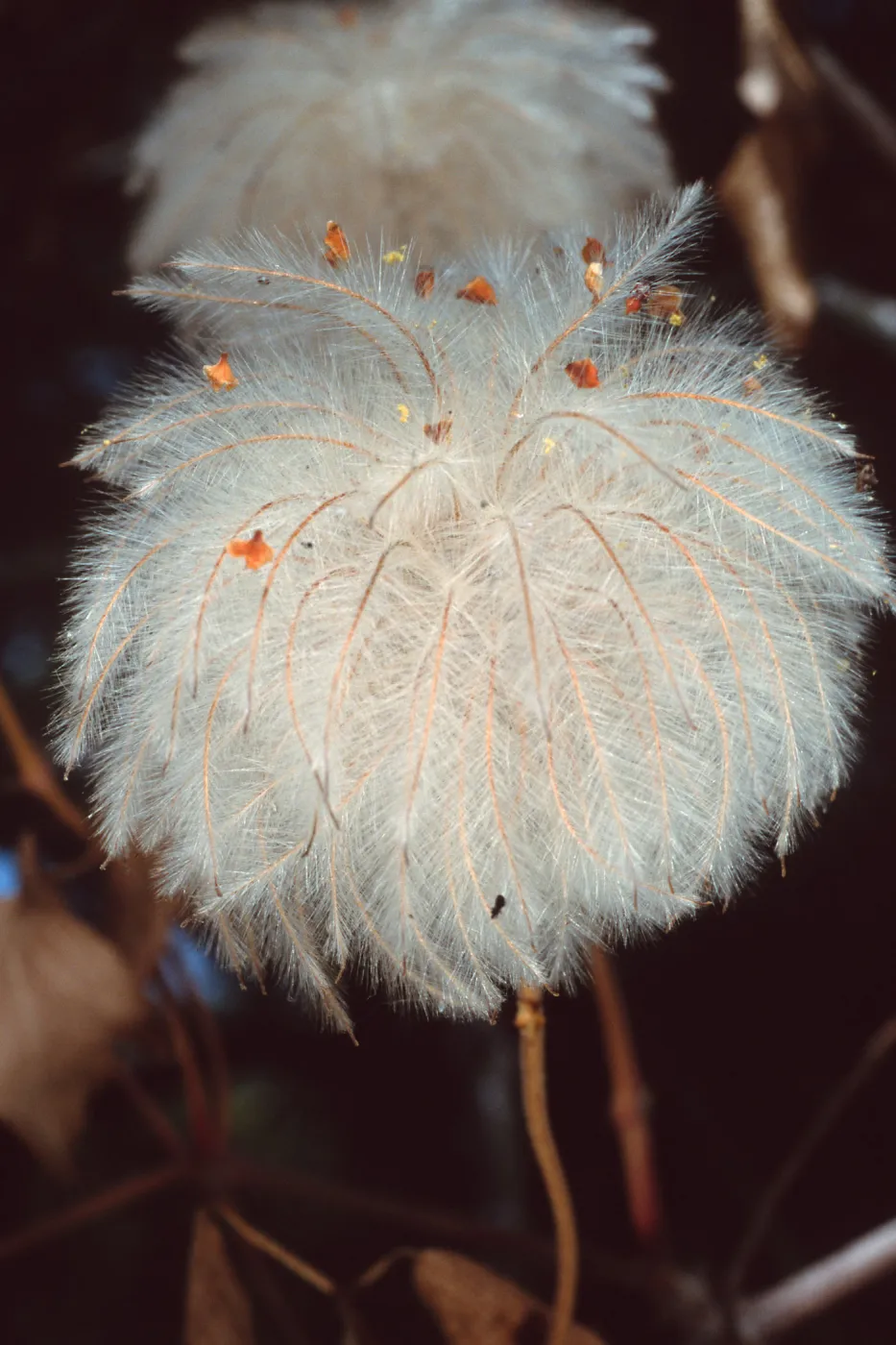 Clematis, Santa Barbara Botanic Garden