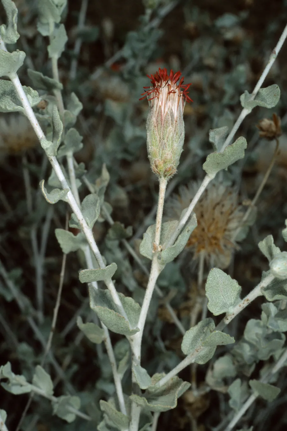 Brickellia, Santa Barbara Botanic Garden