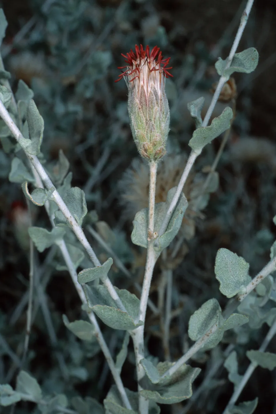 Brickellia, Santa Barbara Botanic Garden