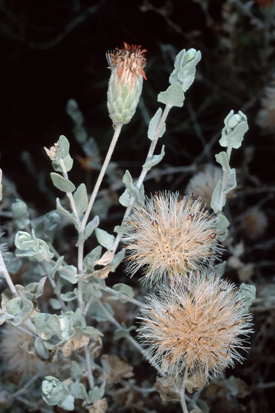 Brickellia, Santa Barbara Botanic Garden