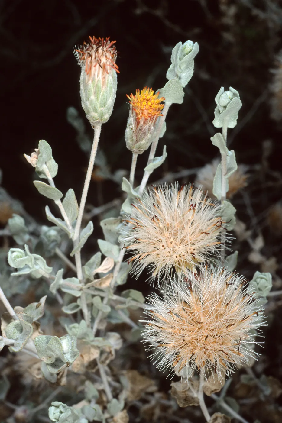 Brickellia, Santa Barbara Botanic Garden