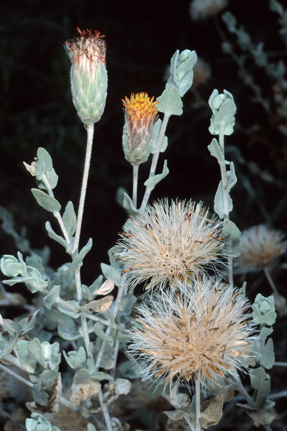 Brickellia, Santa Barbara Botanic Garden
