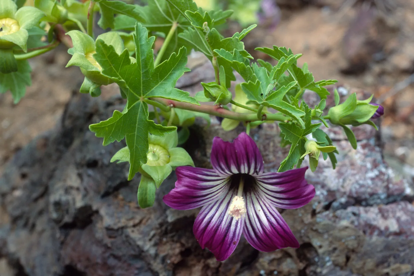 Lavatera venosa, North side, West San Benito Island
