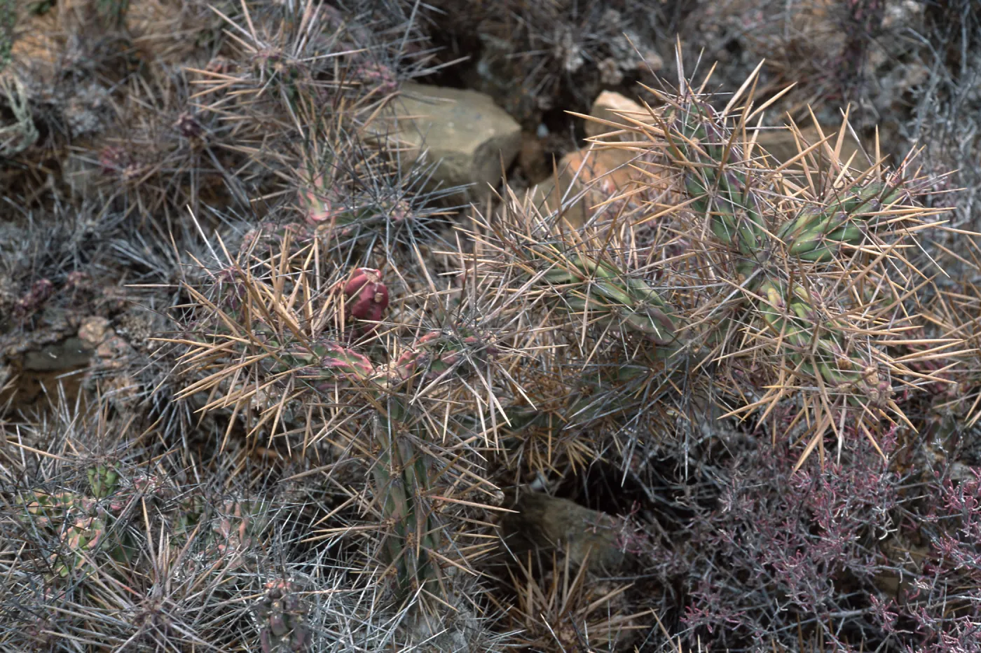 Opuntia cedrosensis, West San Benito Island