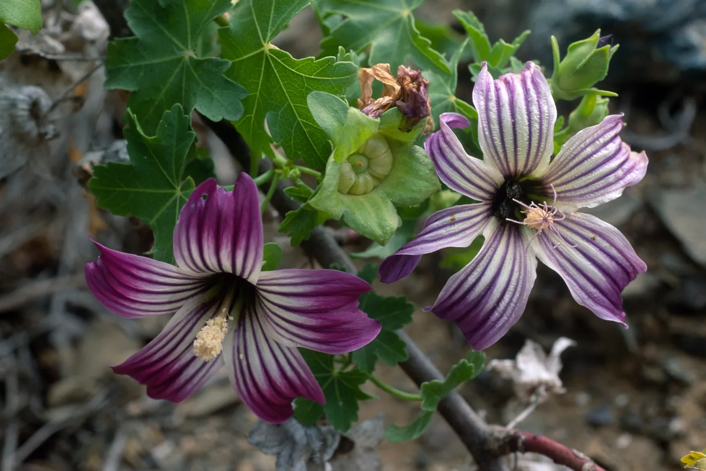 Lavatera venosa, North side, West San Benito Island