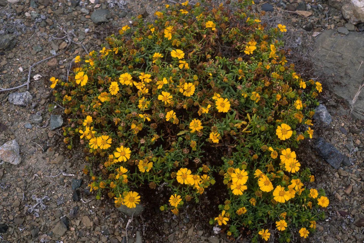 Hemizonia streetsii, North side, West San Benito Island