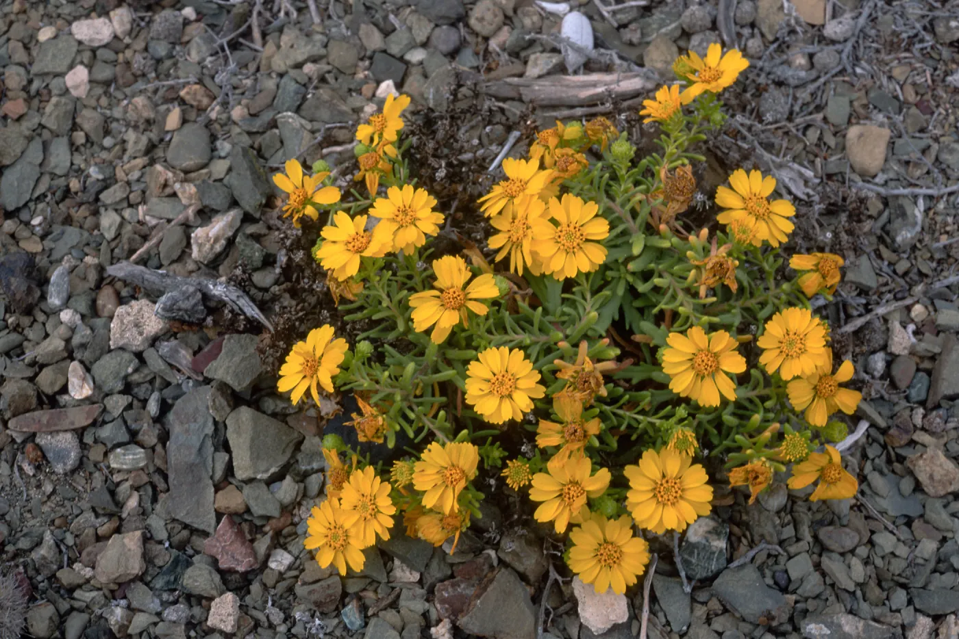 Hemizonia streesii, North side, West San Benito Island