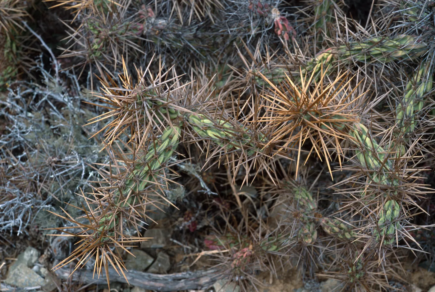 Opuntia cedrosensis, West San Benito Island