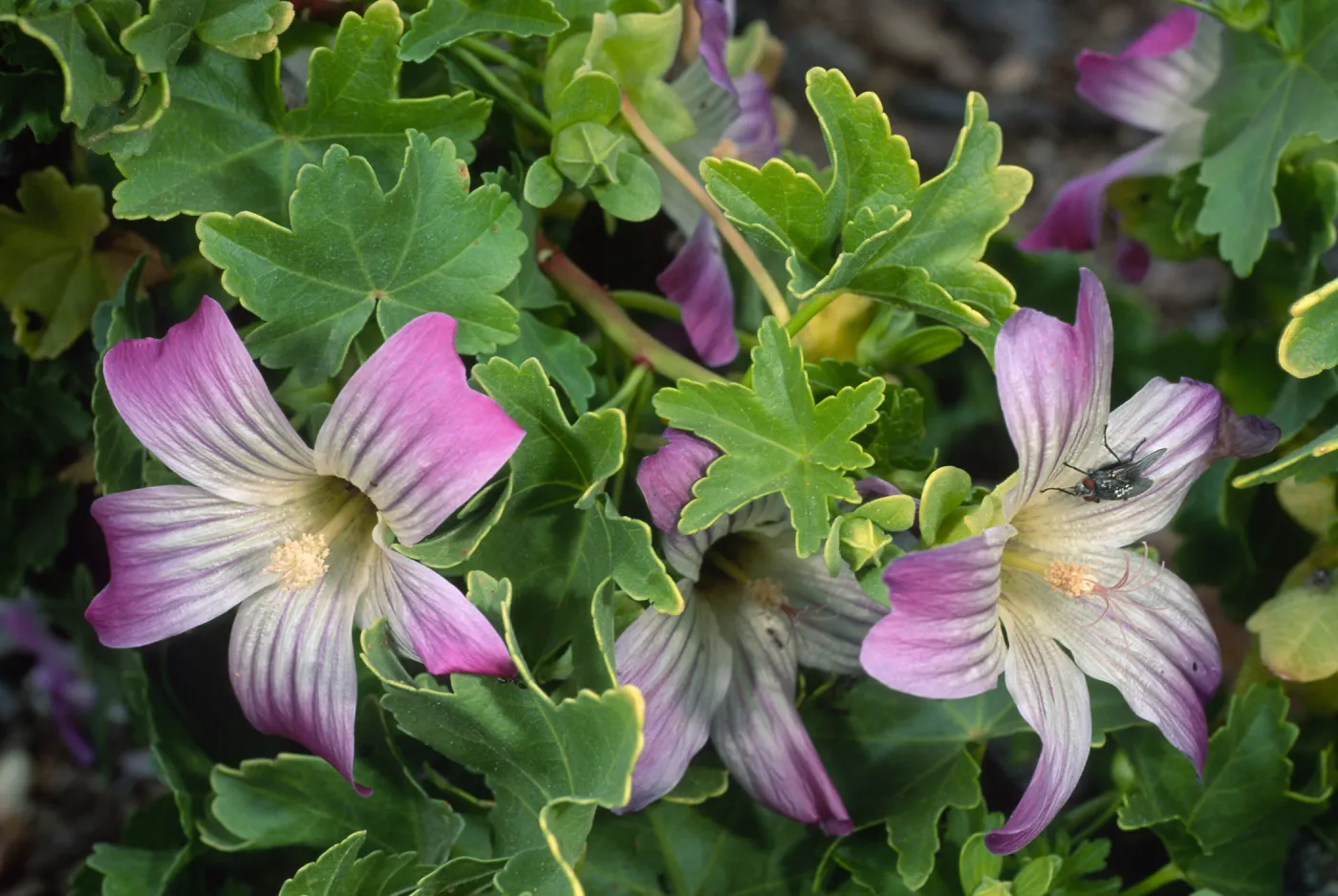 Lavatera venosa, North side, West San Benito Island
