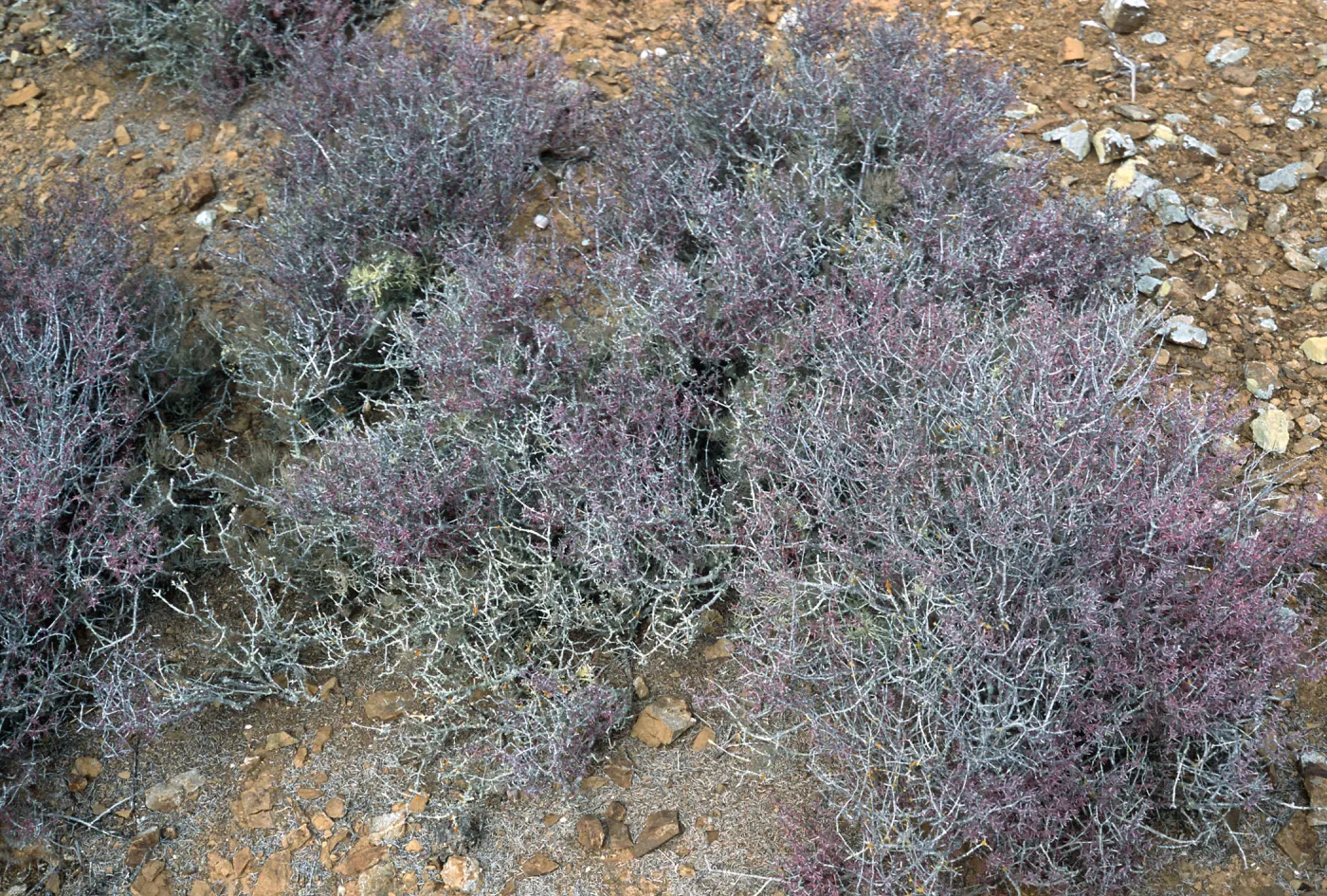 Frankenia palmeri, North side, West San Benito Island