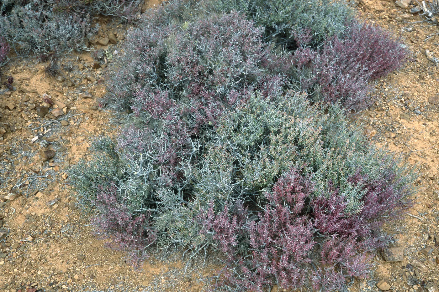 Frankenia palmeri, North side, West San Benito Island