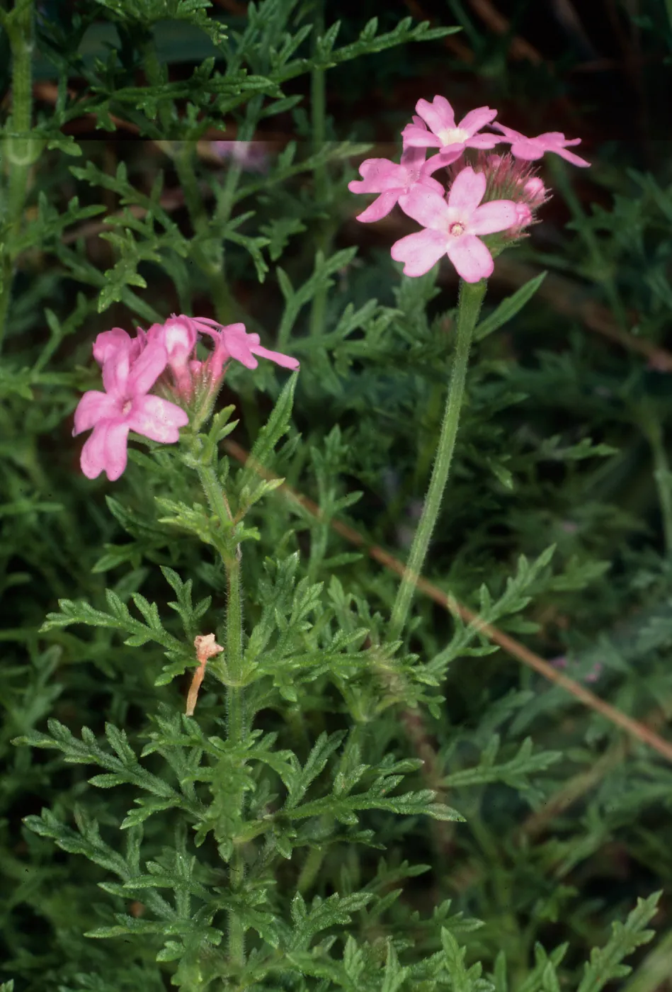 Verbena lilacina, Canyard location, Santa Barbara Botanic Garden