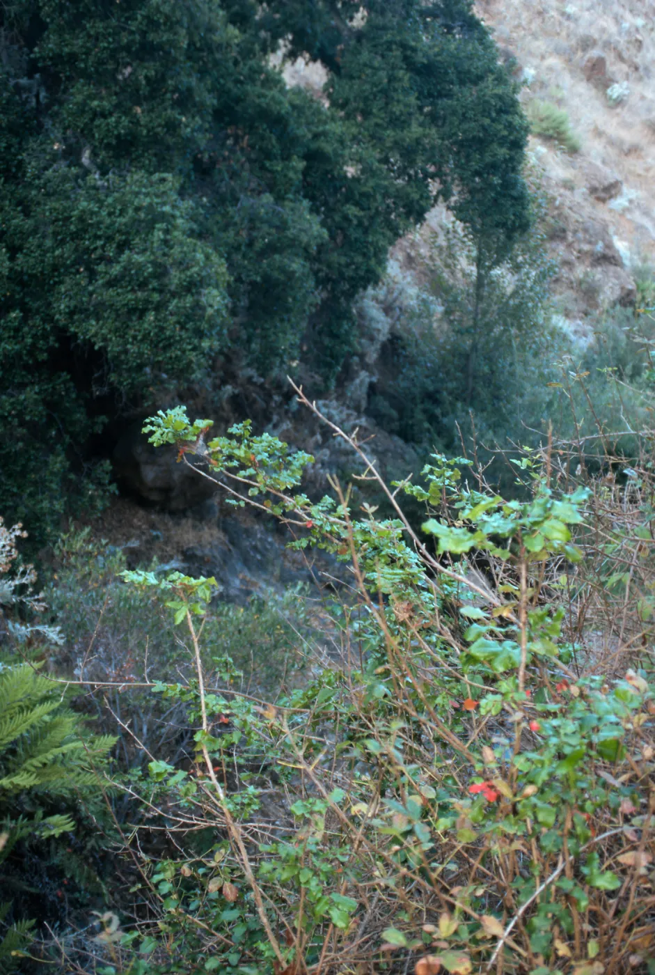 Berberis pinnata insularis, Hazard Canyon, Santa Cruz Island